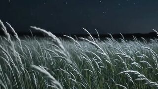 Field of reeds at night
