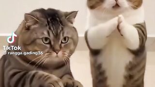 Kucing joged