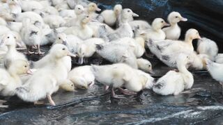 unique duck and a bunch