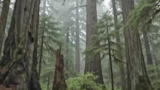 The tranquility of nature