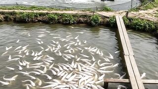 White Catfish Farm — Thriving Aquaculture in Indonesia 🇮🇩🐟✨