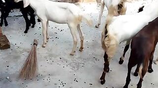 Animal 92
