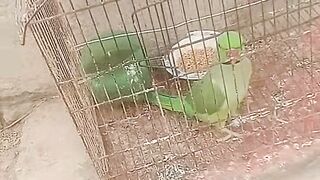 Parrot 15