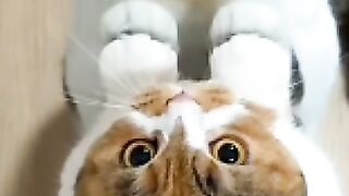 Cat in the Mirror Dimension!