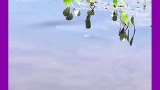 LUGAR TEM MUITO TUCUNARÉ TOP