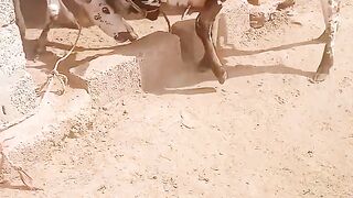 Fight between cows