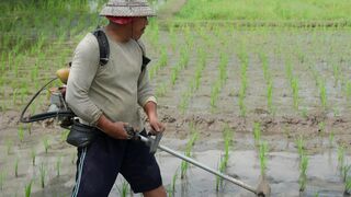 weed eradication