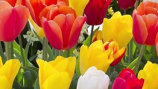 Flower therapy🙏❤️