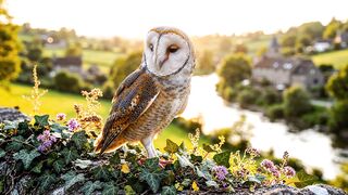 Beautiful Owl 3