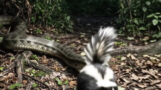 Animal attack 3