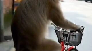 The Monkey Who Thinks He's a Pro Cyclist 😂🐒🚲