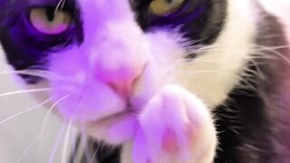 sexy and cute cat