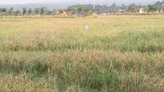 Pemandangan sawah 3