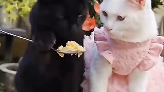 There are those who are jealous 2