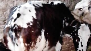 Cows animal