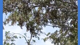 PESCARIA DE PACU NA FLUTINHA TOP