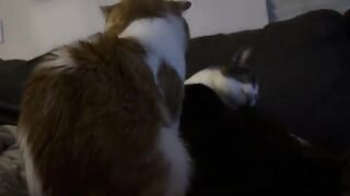 Moto moto cat