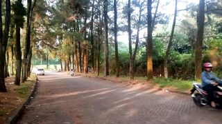 Jalan Teduh di Tengah Hutan Pinus 🌲 | Suasana Sejuk dan Tenang