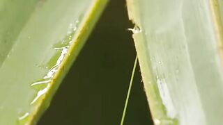 This Tiny Bird Builds a Nest Better Than an Architect!