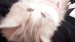 Adorable cats