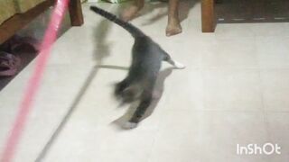 Cute cat 148