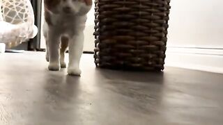 Uwau  CATS