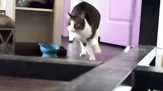 Hi  CATS