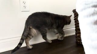 Cattitude 2