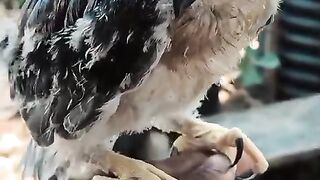 Perilahara ayam kecil