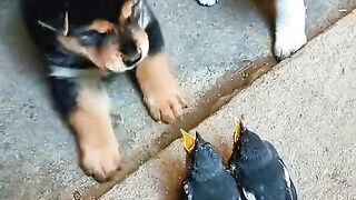 These Puppies Found Two Tiny Birds… Their Reaction Is Too Cute! 🐶🐦❤️