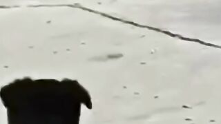 O Gato sem acreditar no que o cachorro fez #fyp #humor #animais #gatos #shorts #viral (1080p).mp4