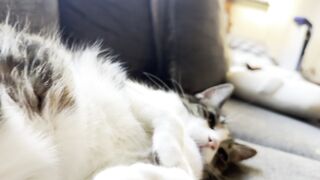 Belly 3
