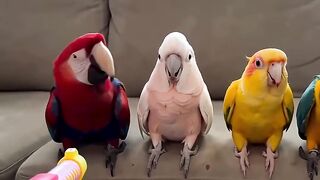 Quem será que comeu a melancia 🤔 #fyp #humor #animais #passaros #shorts #viral (1080p).mp4