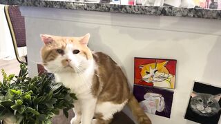 Bwufwua