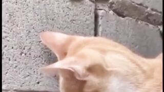 Esperou o contato, o contato veio #fyp #gato #humor #animais #shorts #viral (1080p).mp4