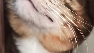 kitten meow