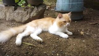 Koneng