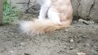 Koneng 2