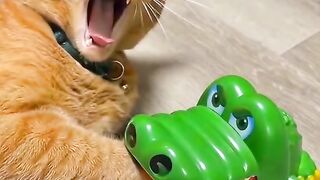 POV: hidup sebagai kucing ternyata penuh masalah 😂
