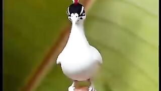 Beautiful birds collection