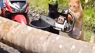 Cutting fallen wood on the road