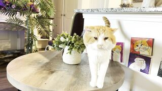Cat hair everywhere