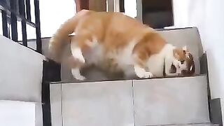 Playing on the stairs