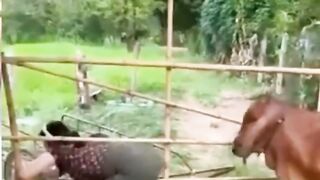 A cow's love