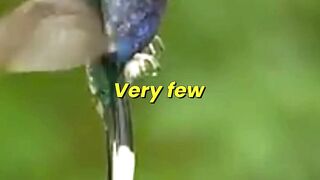 Hummingbirds find it difficult to move in the rain #wildlife #animals