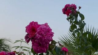 Beautiful Flowers in Nature 🌸🌿 | Natural Flower Beauty & Peaceful Scenery