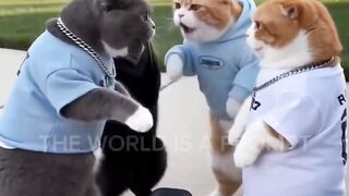 Rapp Catt