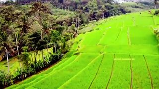 Emerald Horizon: Aerial View of Rice Fields by the Forest Edge