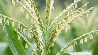 Rain Over Corn Field | Peaceful Farm Rain Sounds for Sleep and Relaxation