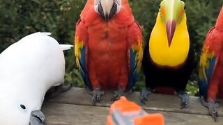 Parrot 16